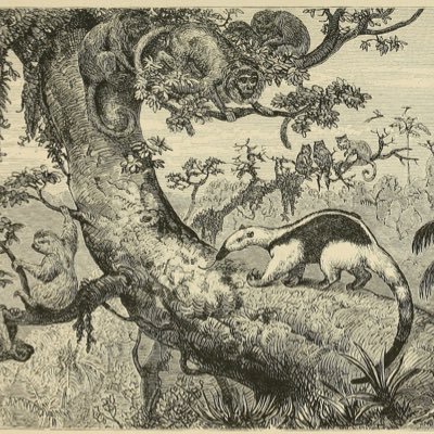 Sociedad Latin. y Caribeña de Historia Ambiental tweet media