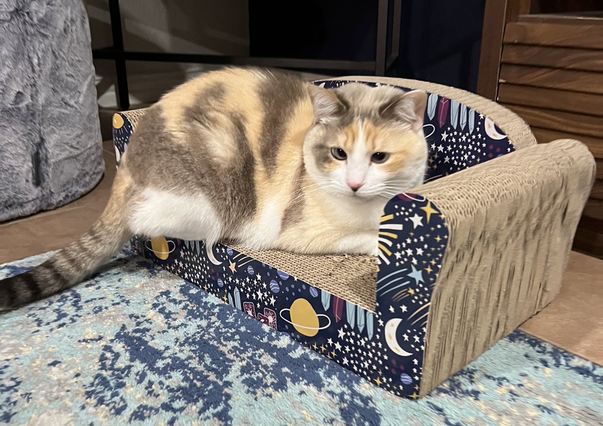 fatfatpankocat's tweet photo. I feel like cat owners don’t understand that this is the homie!!! She just hangs out with you and meows sometimes it’s spectacular https://t.co/IJhbtxjV8S