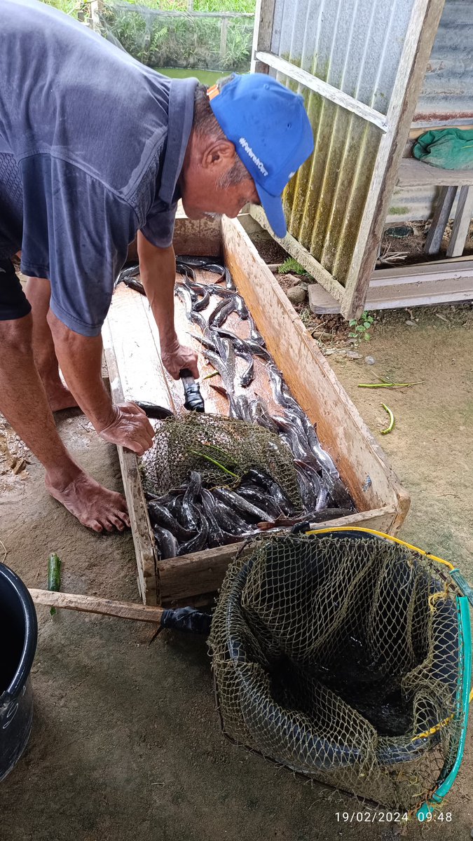 arioam17's tweet photo. Senin (19/02), Ario Anggara M, Luhkan Tarakan, di POKDAKAN Raja Ikan, Kel. Kampung Empat, melaporkan hasil produksi Ikan Lele, Kolam Sederhana sebanyak +/- 75Kg,  Size 7-8, Harga Jual Rp35.000/Kg, Dipasarkan Lokal Tarakan https://t.co/Gz3YUVHC1v