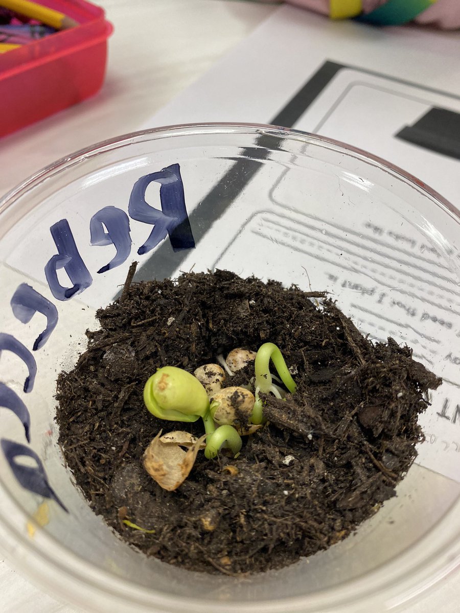 kjimenezprek's tweet image. Our Pre-K students are on an exciting plant observation journey, and the beans are sprouting! 🌱✏️ They're documenting their observations through writing and drawing, fostering curiosity and learning every step of the way. #prekscience #greenthumb @Las_Yescas