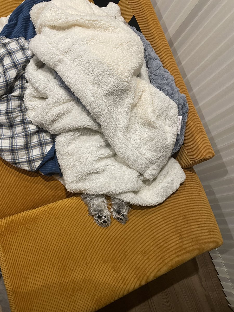 bani_poh's tweet photo. もう暖かくなって来たので
隙あらばふとんで丸められるポーちゃんも今シーズン見納めですかね....🥲

#おはようございます #ミニチュアシュナウザー #シュナウザー #いぬとの暮らし #dog #犬好きさんとつながりたい https://t.co/PLDpGt2D5i