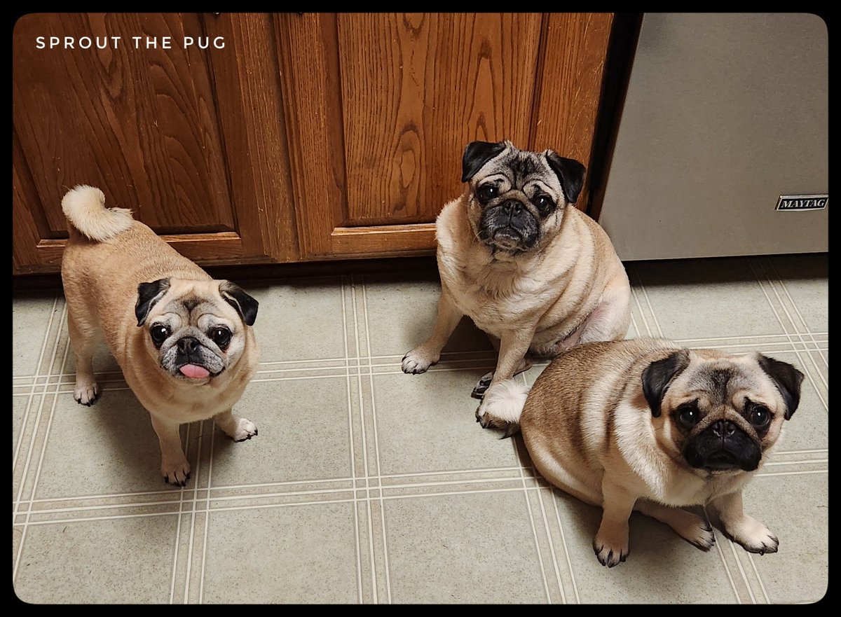 Sprout here! 

Tomorrow is Leap Day! And you know what that means...something that only happens every 4 years that every pug looks forward to.....an extra day of eating! 🤣😋 

#InTheKitchen #weareready #puglogic #leapday2024 #puglife #ThursdayThoughts #YummyFood