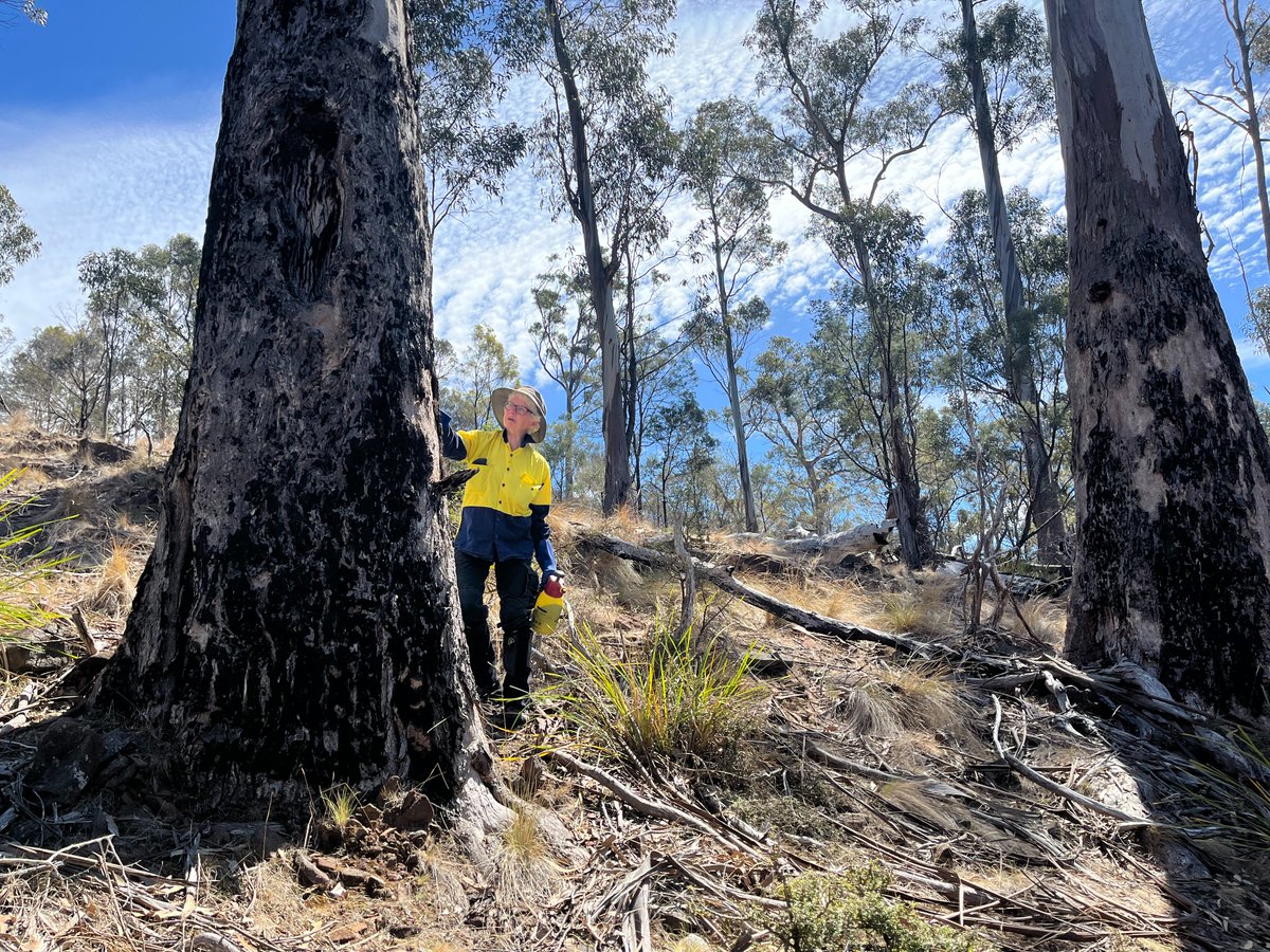 Tas_Land's tweet photo. A big shout-out to our wonderful #volunteers who have been instrumental in helping TLC manage our reserves this field season. They have well and truly gotten their hands' dirty mapping and removing weeds like #malain, #thistles and #ragwort. https://t.co/w1Fex8G8GA