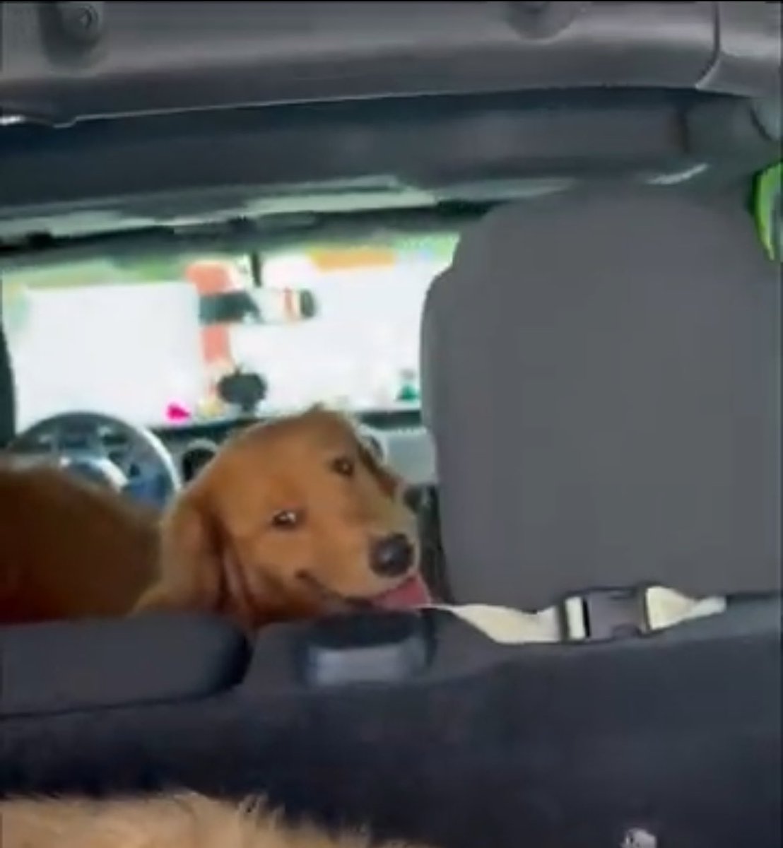 amon1215's tweet photo. @TheGoldenRatio4 Such happy little travelers 🤎🤎💛 https://t.co/n4ISC2myUp