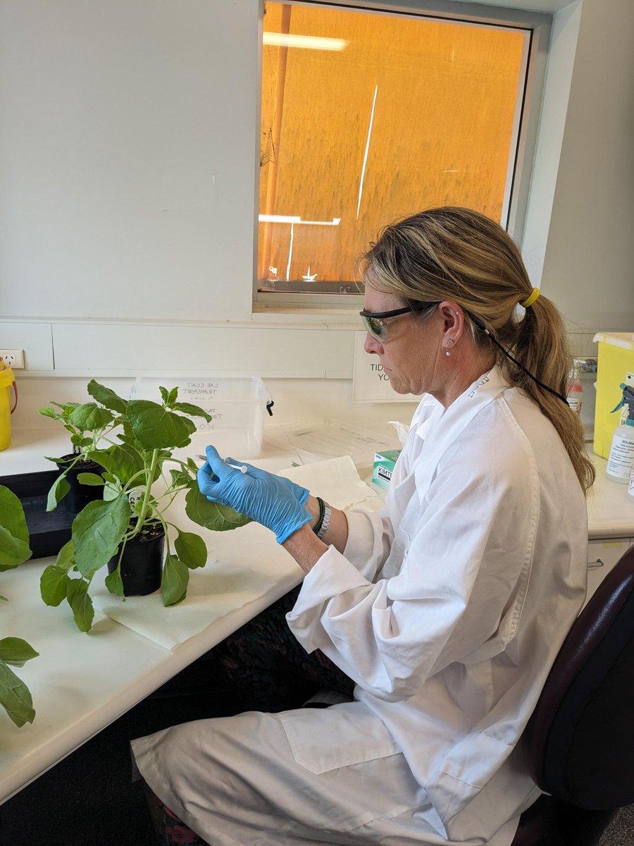 Penny & @frederike_stock did their first Agro-infiltrations of N. benthamiana for the AEA project, which aims to non-invasively detect recombinant proteins in plants using hyperspec imaging. Thanks @Carl_McCombe & Helana Trantino (Simon Williams lab) for training us @PlantSci_ANU