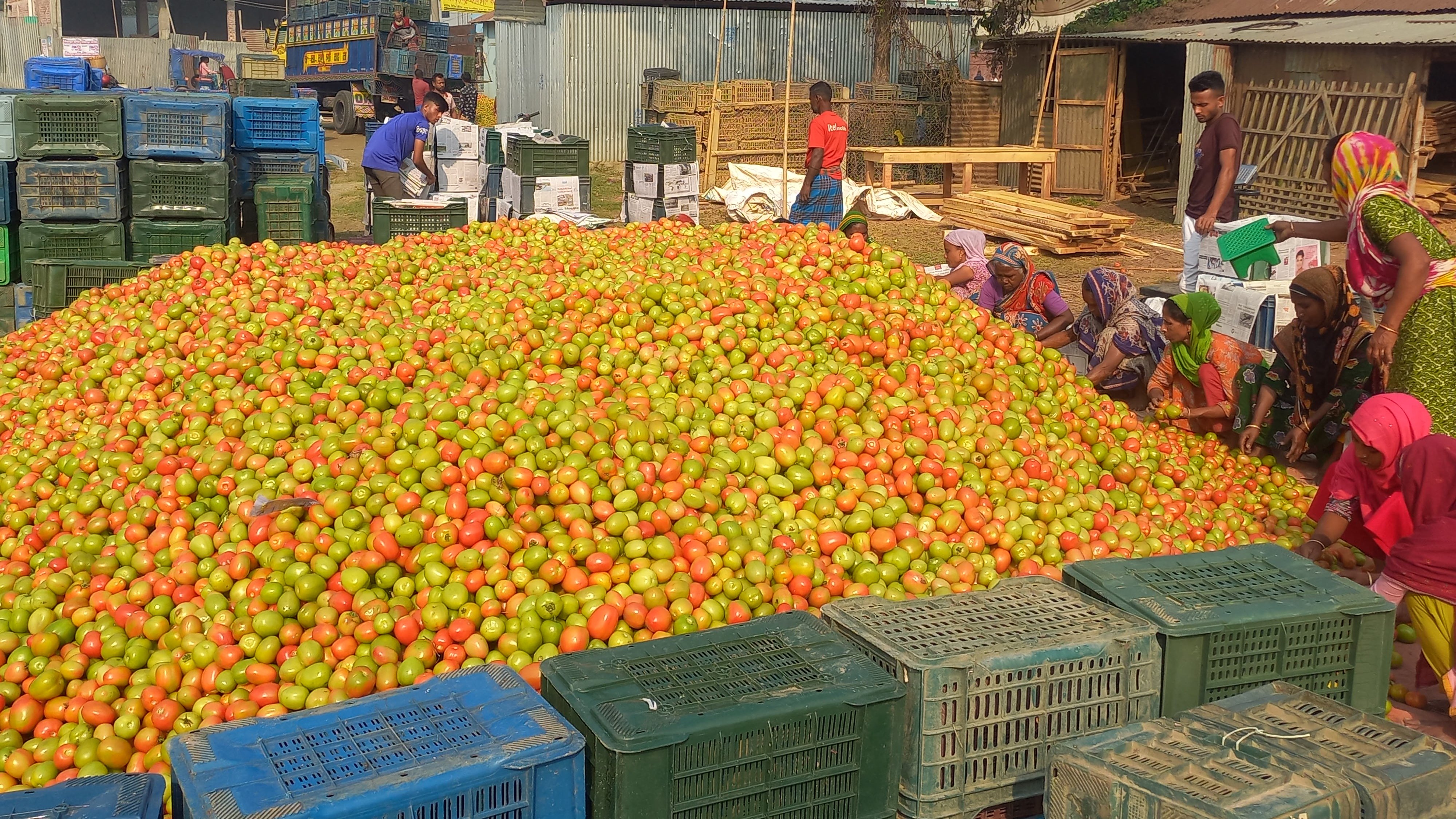 জামালপুর চরাঞ্চলে টমেটোর বাম্পার ফলন, খুশি কৃষকেরা