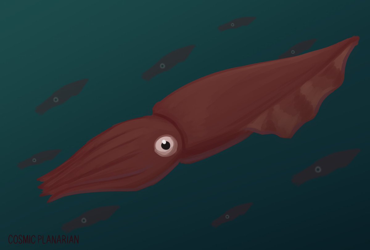 100 Days of Sea Creatures Day 98 - Humboldt Squid (Dosidicus gigas) By Gosh by Golly! There’s only two days left! #seacreatures #artmoots #smallartist