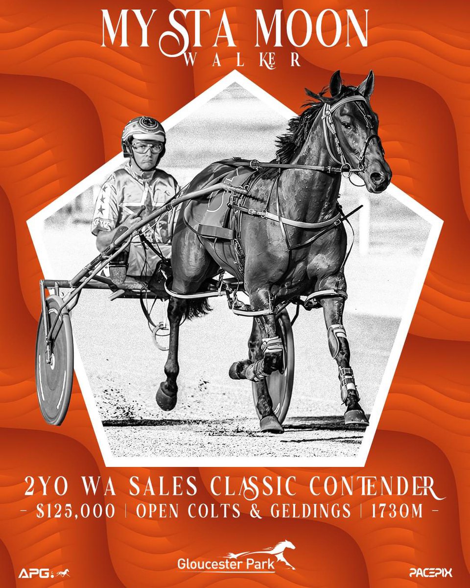 GloucesterPark's tweet photo. Can Robbie Williams claim a big money race on Friday night with his speedy son of Foreclosure?

Mysta Moon Walker had all the moves in his heat and will be hard to pass when the 2yo's hit the track in the APG Sales Classic Final.

Be there!

#GloucesterPark | 📸: @Pacepix_Au https://t.co/Yoi5wZBQXT