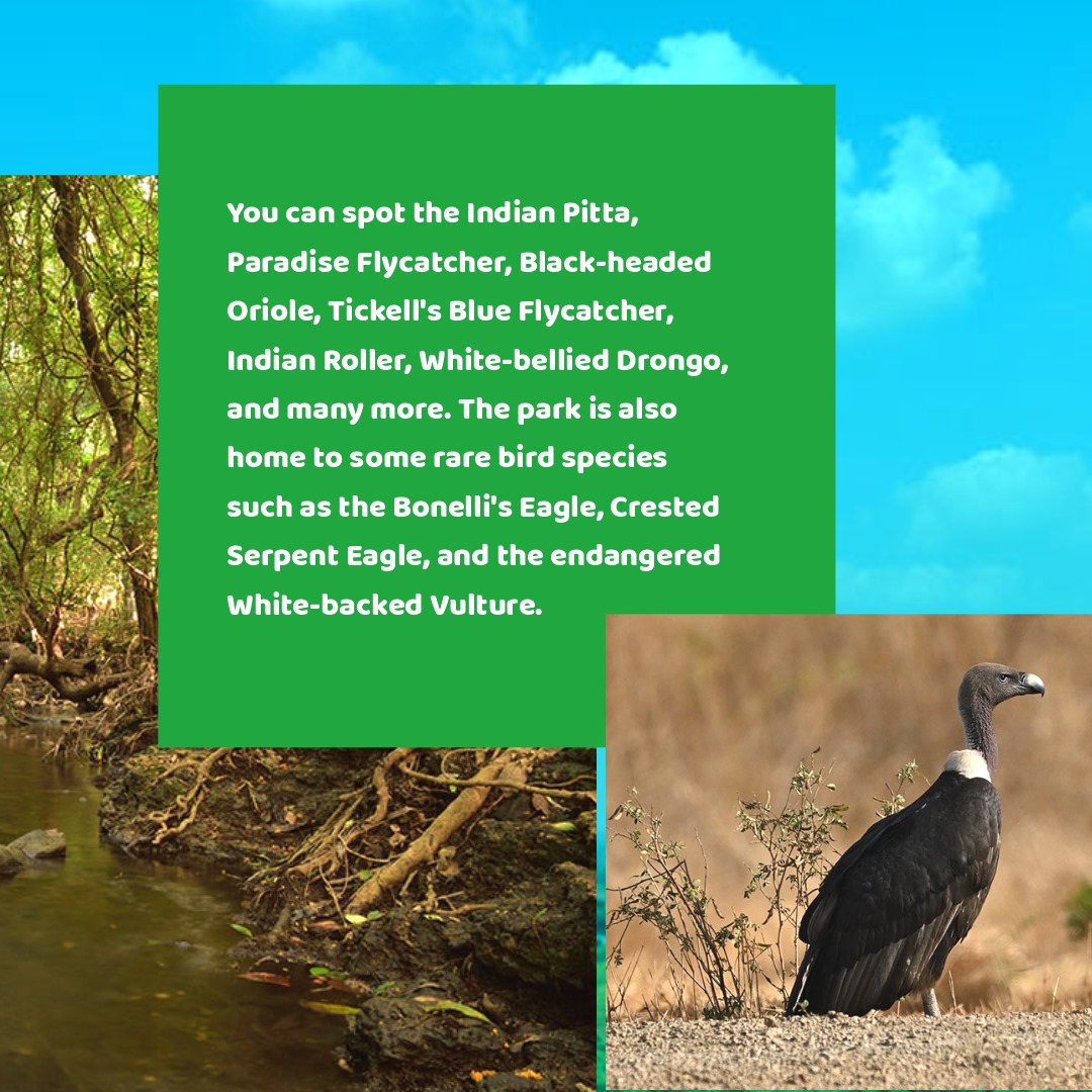 Don't miss these spectacular beings soaring silently across the skies of the majestic Gir! @Mulubhai_Bera @hareets #gujarat #gujarattourism #forests #gir #girnationalpark #somnath #birds #rarebirds #wildlife #nature #chalogujarat #travel #wanderlust #history #india