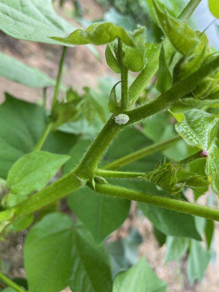 TroppoAgro's tweet photo. Out bug checking some FNQ cotton this morning, few pest species present but all in really low and sporadic numbers, plenty of beneficials also https://t.co/HNqNQWWqp7