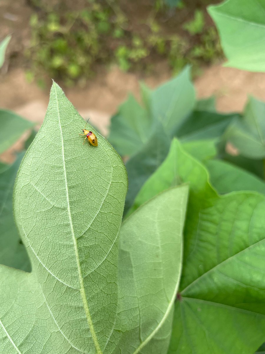 TroppoAgro's tweet photo. Out bug checking some FNQ cotton this morning, few pest species present but all in really low and sporadic numbers, plenty of beneficials also https://t.co/HNqNQWWqp7