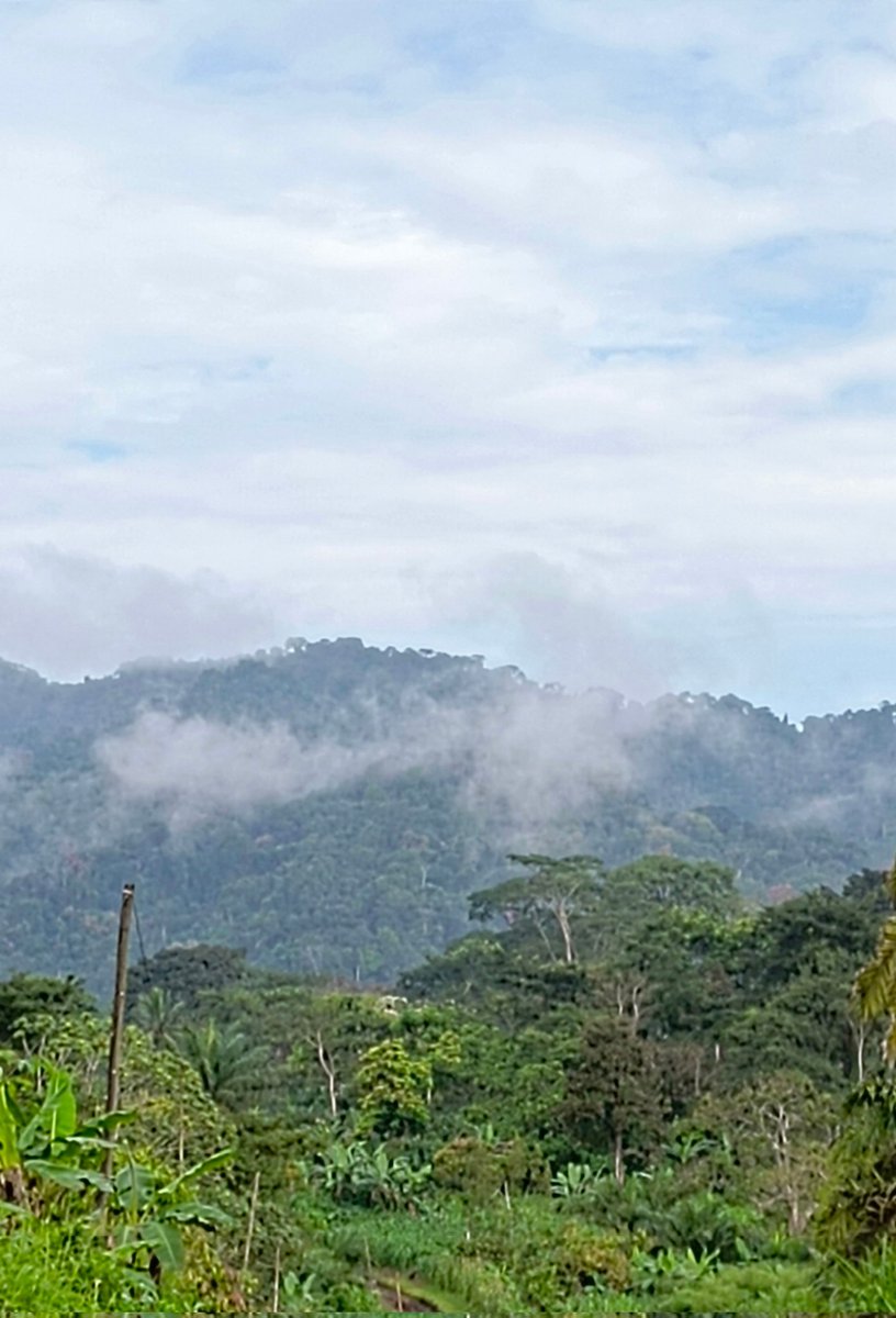 Good morning, eco-warriors. Forests play a crucial role in regulating our climate by storing huge amounts of carbon. By preserving existing forests and reforesting barren areas, we can significantly reduce greenhouse gas emissions. Let's take action now. #Reforestation