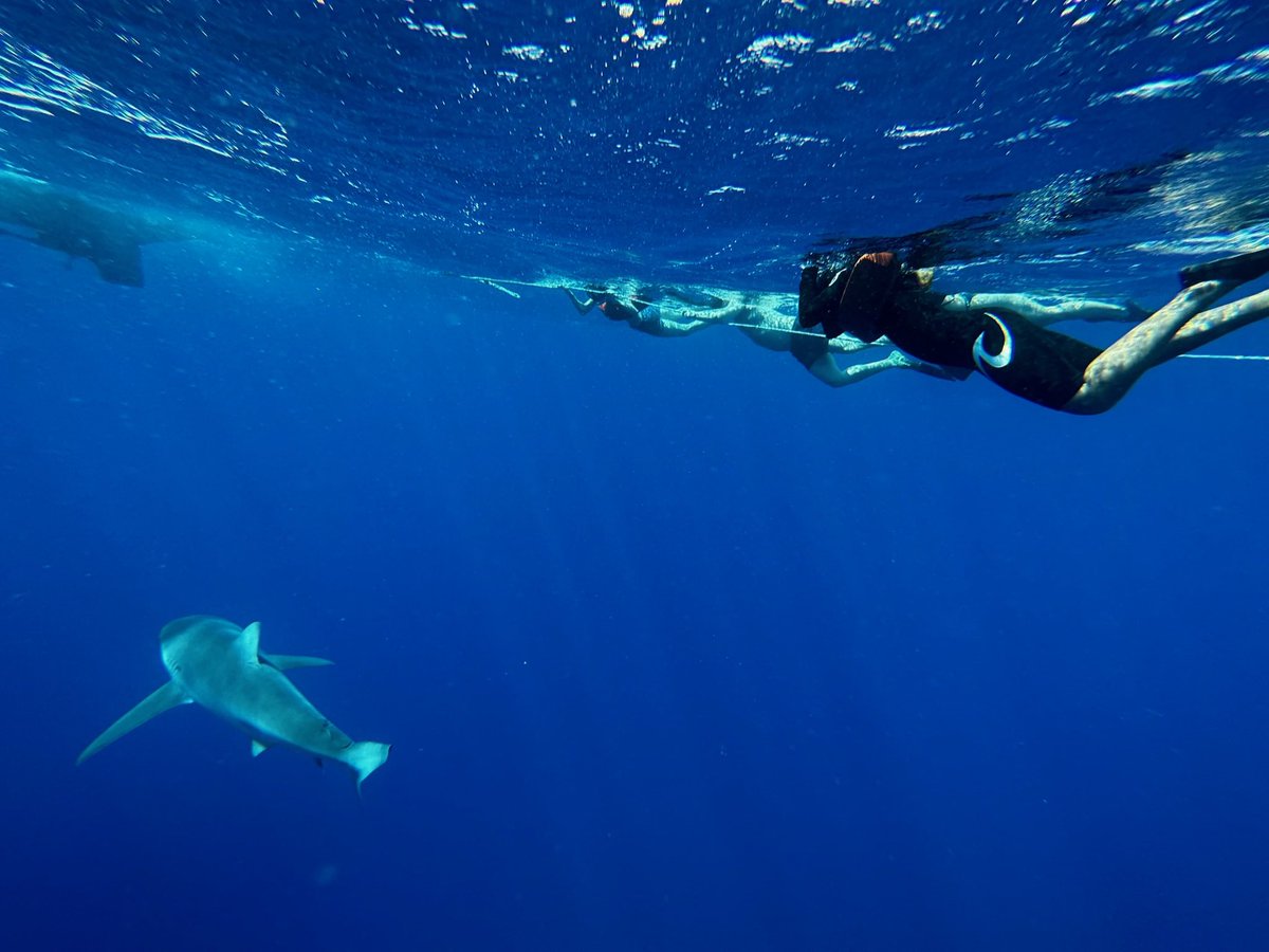 Free diving with sharks was pretty cool!🦈😎