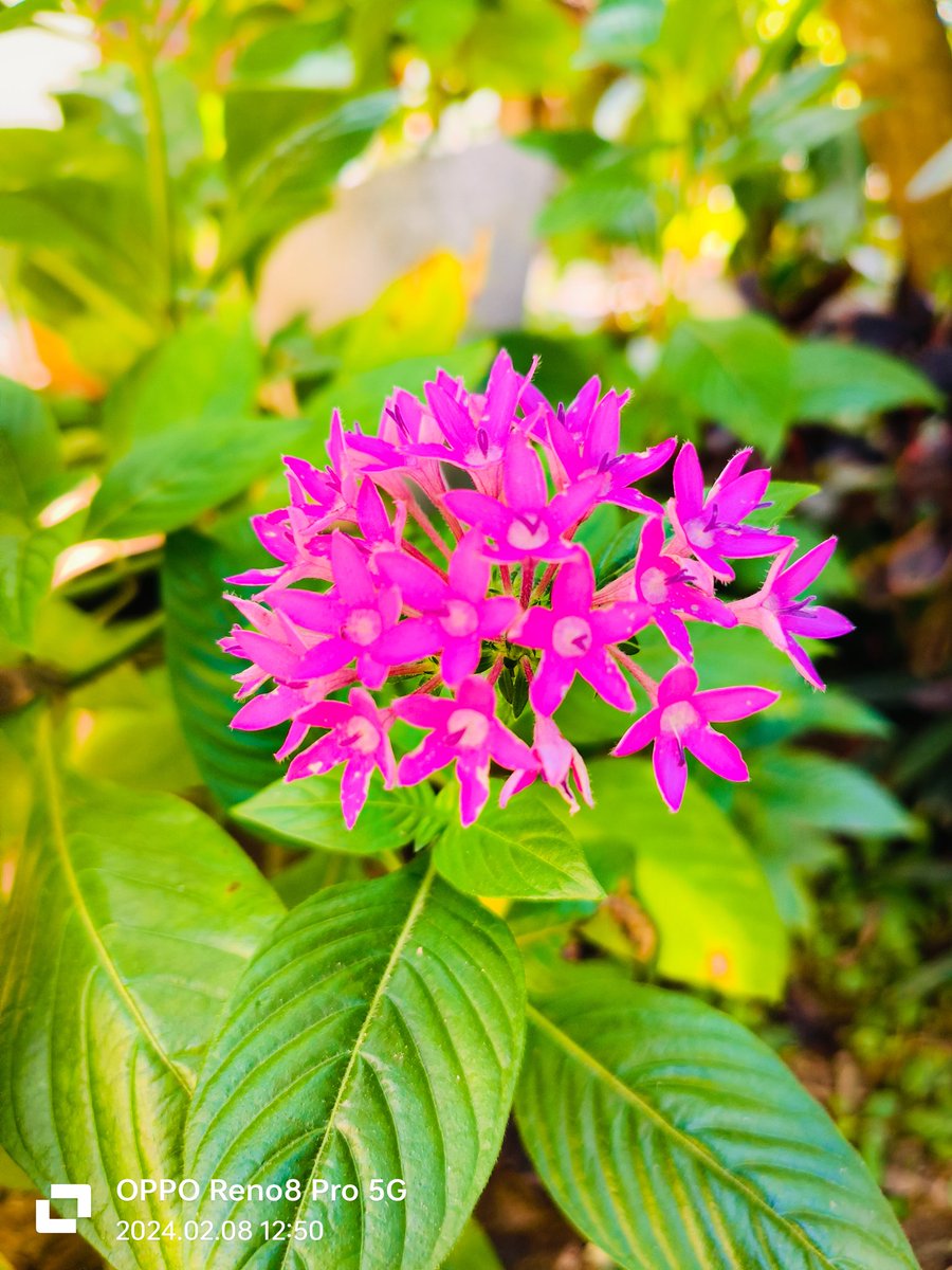 MohaRadhu1's tweet photo. Hi! @oppo @PeteLau I'm A Mobile Photographer I Captured This Pics With #OppoReno8Pro
Hope To Win The Beast Of Mobile Photography #OPPOFindX7Ultra
It Will Be A Great Help For My Career.... Plz Help Me With A OPPO FIND X7 ULTRA #OPPORecaptured #OPPO
#ShotOnOppo #nature #art #love https://t.co/J7pCAxIvsS