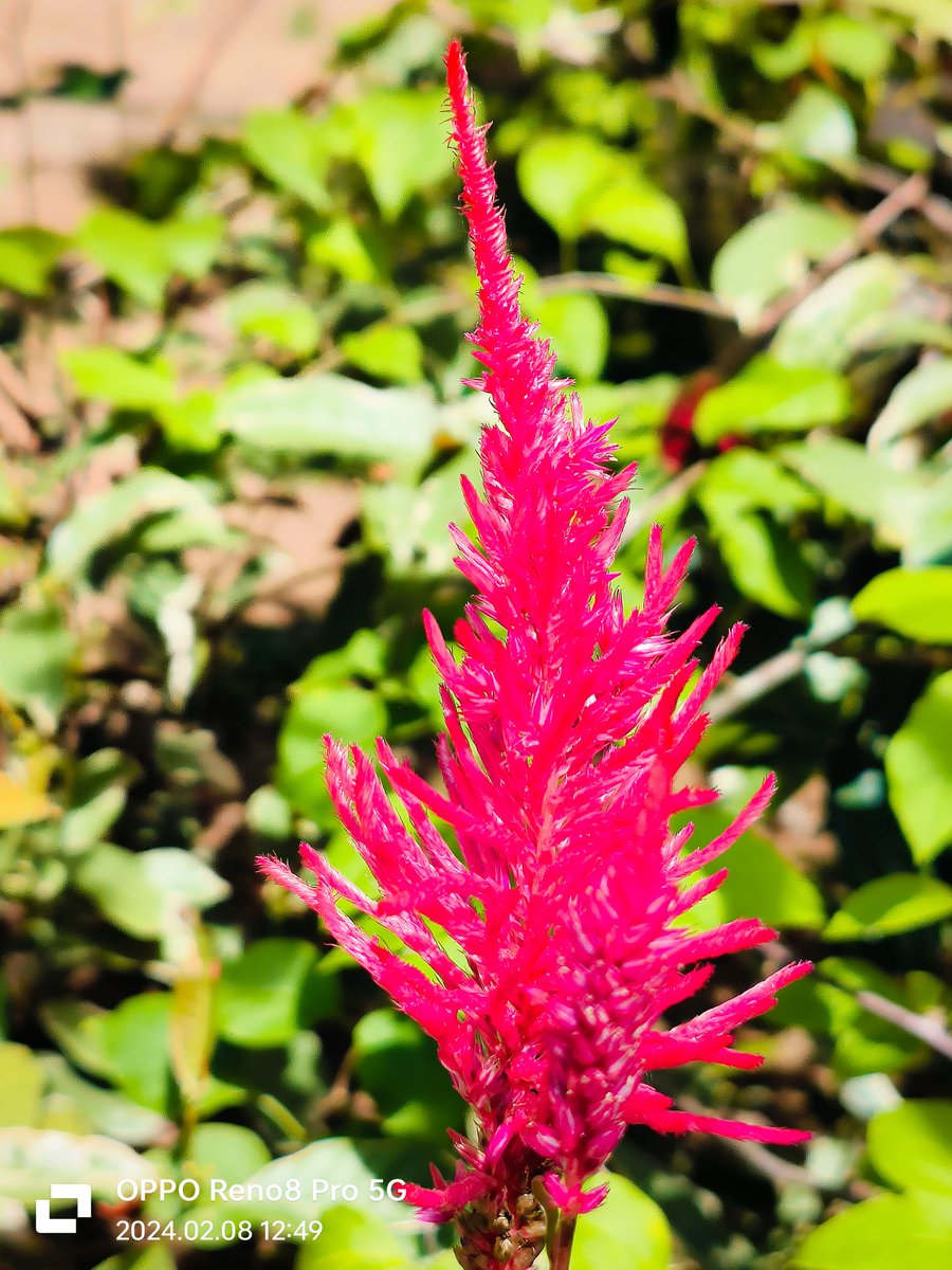 MohaRadhu1's tweet photo. Hi! @oppo @PeteLau I'm A Mobile Photographer I Captured This Pics With #OppoReno8Pro
Hope To Win The Beast Of Mobile Photography #OPPOFindX7Ultra
It Will Be A Great Help For My Career.... Plz Help Me With A OPPO FIND X7 ULTRA #OPPORecaptured #OPPO
#ShotOnOppo #nature #art #love https://t.co/J7pCAxIvsS