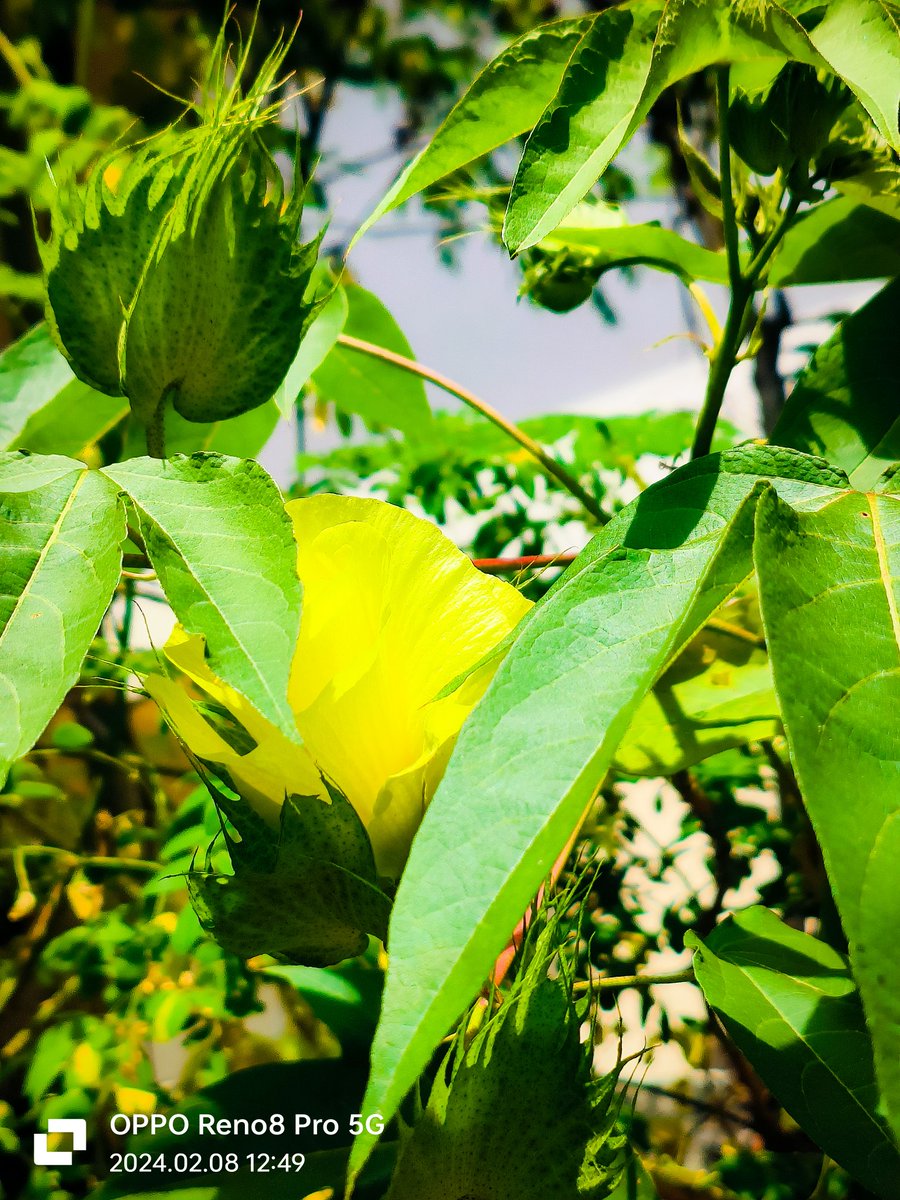 MohaRadhu1's tweet photo. Hi! @oppo @PeteLau I'm A Mobile Photographer I Captured This Pics With #OppoReno8Pro
Hope To Win The Beast Of Mobile Photography #OPPOFindX7Ultra
It Will Be A Great Help For My Career.... Plz Help Me With A OPPO FIND X7 ULTRA #OPPORecaptured #OPPO
#ShotOnOppo #nature #art #love https://t.co/J7pCAxIvsS