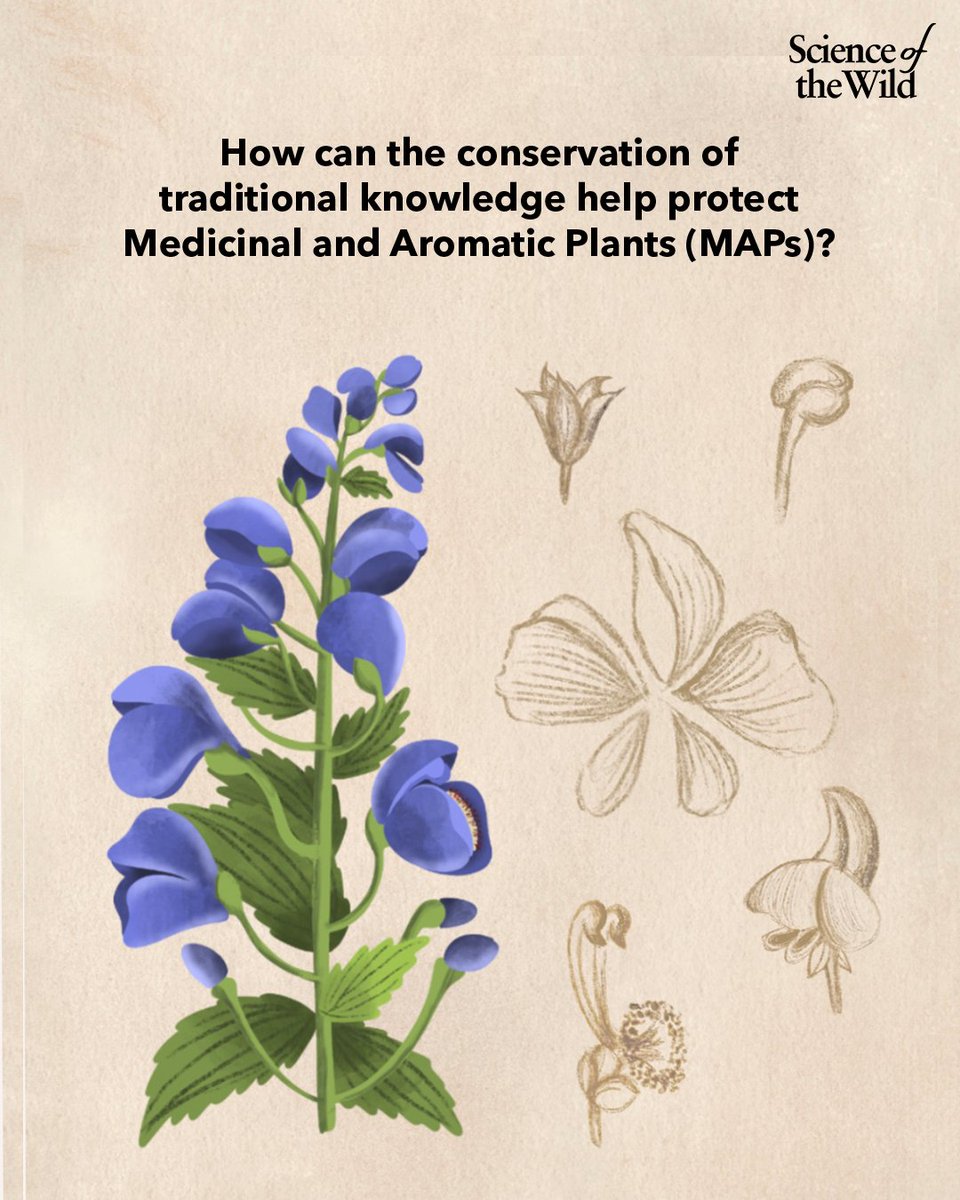 How can the conservation of #TraditionalKnowledge help protect Medicinal and Aromatic Plants (MAPs)? Expand the thread to learn more! Based on research published by
@shyamakuriakose

#wildlife #conservation #wildlifeconservation #iplcs #indigenouspeoples #localcommunities (1/4)