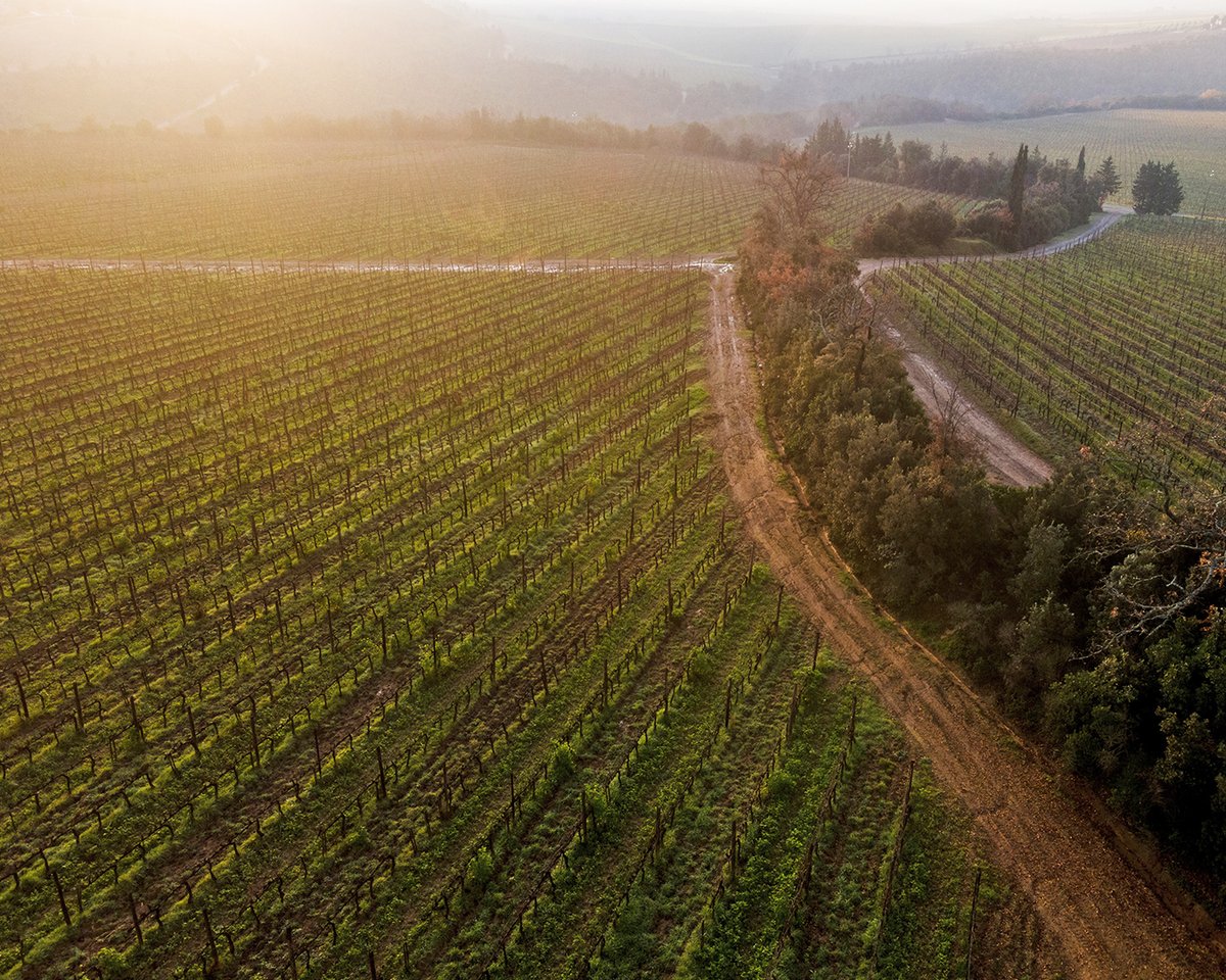 As winter draws to its leave from Tenuta Luce, the vineyards are bracing themselves for spring's rebirth. #TenutaLuce #LuceLovers #Montalcino #Tuscany #wine #winelovers #winetime