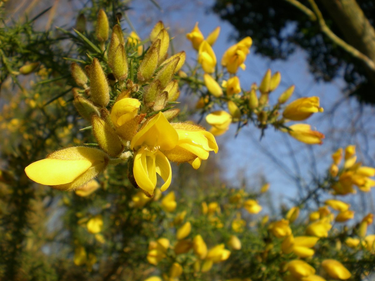 Gorse - Ulex europaeus with needle like leaves & yellow coconut scented flowers, provides cover for birds & insects. In days gone by it was burned at Midsummer. Blazing branches were carried around herds of cattle to bring health to the herd in the year ahead. 📷Beth Halski