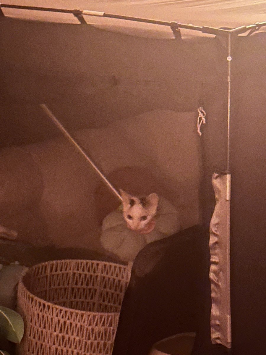 gremlin flower baby demands out of giant enclosure but she is denied passage