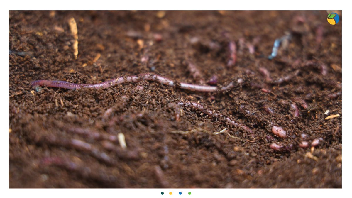 WOTRIndia's tweet image. 4/4💰Today, he has successfully sold 500 Kg of vermicompost and secured bookings for 3,400 Kg.for the upcoming monsoon season. His story exemplifies how sustainable agriculture can drive community development and environmental stewardship.

#WOTR4Development #WOTRat30