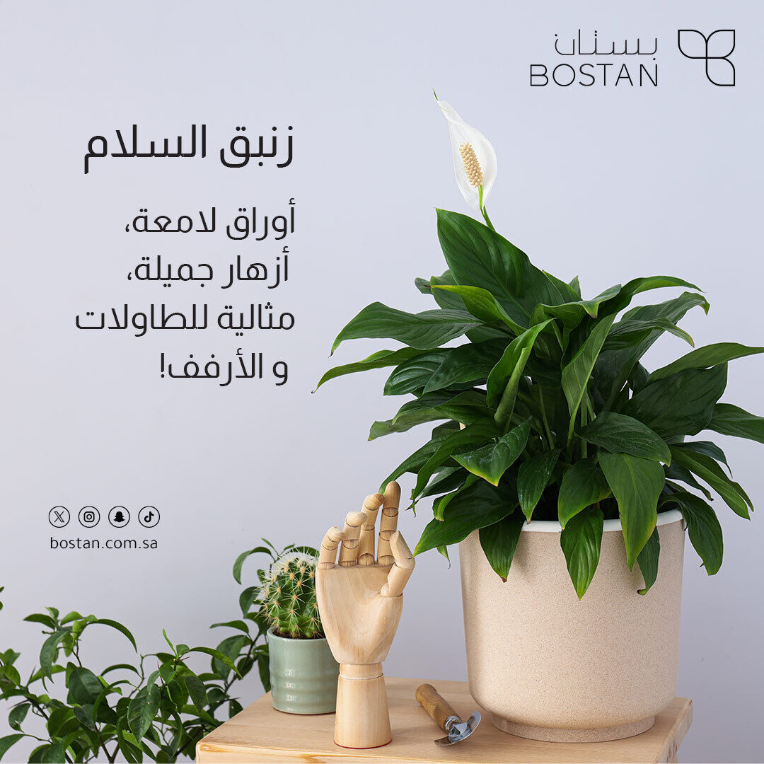 ourbostan's tweet photo. نقدم لكم مثال الصفاء: زنبق السلام (سباثيفيليوم)

إن خصائصه الأنيقة المنقية للهواء والعناية المنخفضة بالصيانة تجعله مثاليًا لإضفاء لمسة من اللون الأخضر على أي سطح طاولة أو رف. 

#زنبق_السلام #زنبق #فخامة #ديكور_منزلي #إطار #نباتات_طبيعية #نباتات_داخلية #نباتات_منزلية #نباتات_ديكور https://t.co/oilkO2DKvB