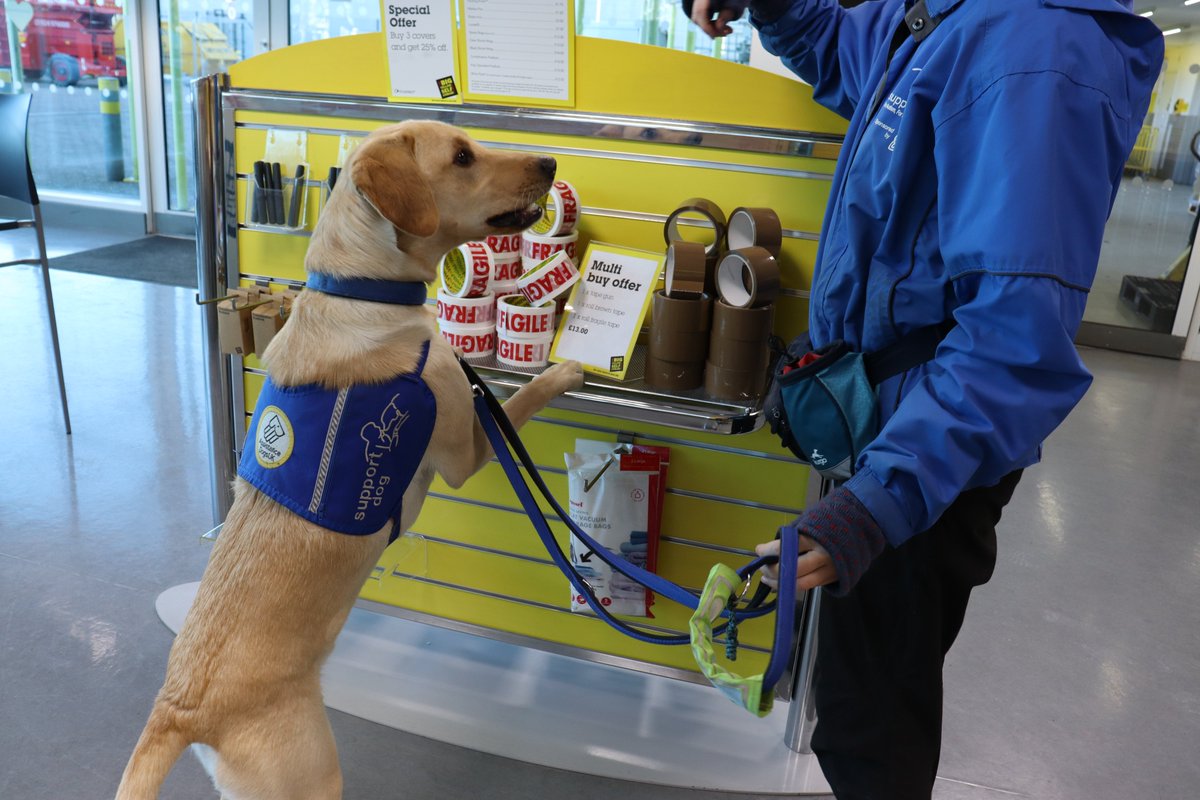 As its leap year, support dog in training Bon Bon was looking for a ring to propose with...but could only find rolls of tape. Thanks anyway @bigyellowss for all your wonderful support #leapday2024