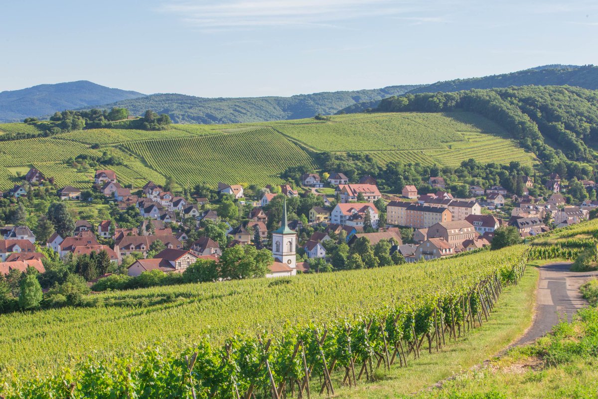 The chance to showcase the diversity of wines from Alsace was the key to special tasting co-hosted by @theIWSC & @VinsAlsace where UK judges picked out the best of the best from the region. @Londonvino explains how the judges chose their top eight wines the-buyer.net/tasting/iwsc-b…