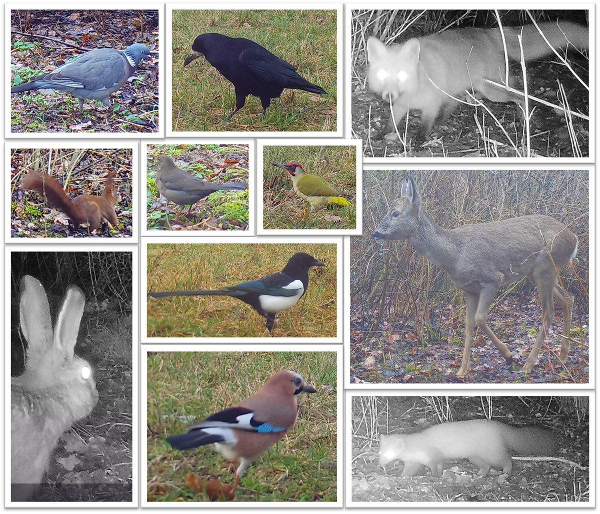 Conservation Biology & Forest Ecology (@cofe_uniwue) on Twitter photo One week of <a href="/LifeplanProject/">Lifeplan</a> #cameratrap sampling in the urban site on campus <a href="/Uni_WUE/">Universität Würzburg #UniWürzburg</a> already shows a wide range of #wildlife! Curious what we will sample throughout the year... 🦄 One week of <a href="/LifeplanProject/">Lifeplan</a> #cameratrap sampling in the urban site on campus <a href="/Uni_WUE/">Universität Würzburg #UniWürzburg</a> already shows a wide range of #wildlife! Curious what we will sample throughout the year... 🦄