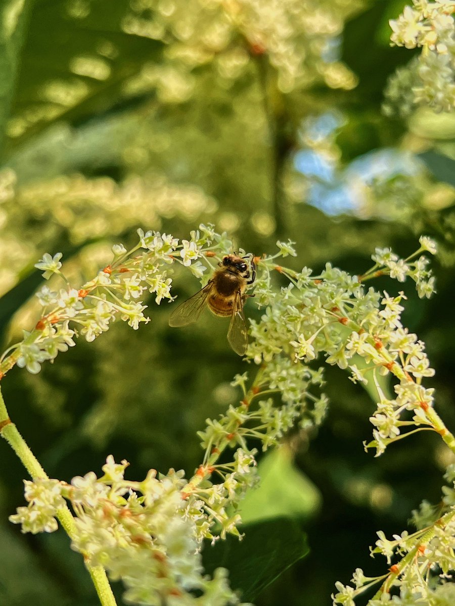 sweet_leef's tweet image. Good morning friends! Happy thursday 
#BeeYourself 🐝 #thursdayvibes