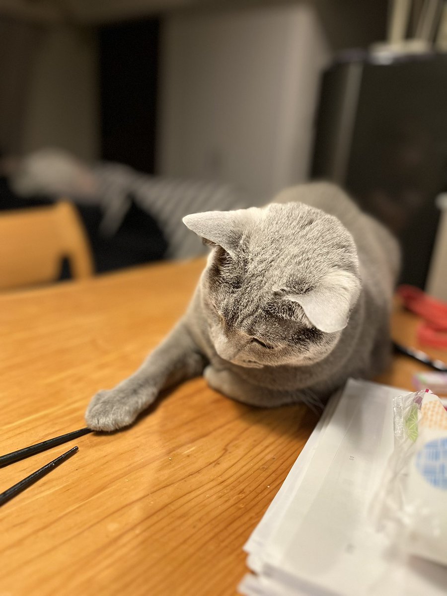 ねっこネコです

#ロシアンブルー
#RussianBlue