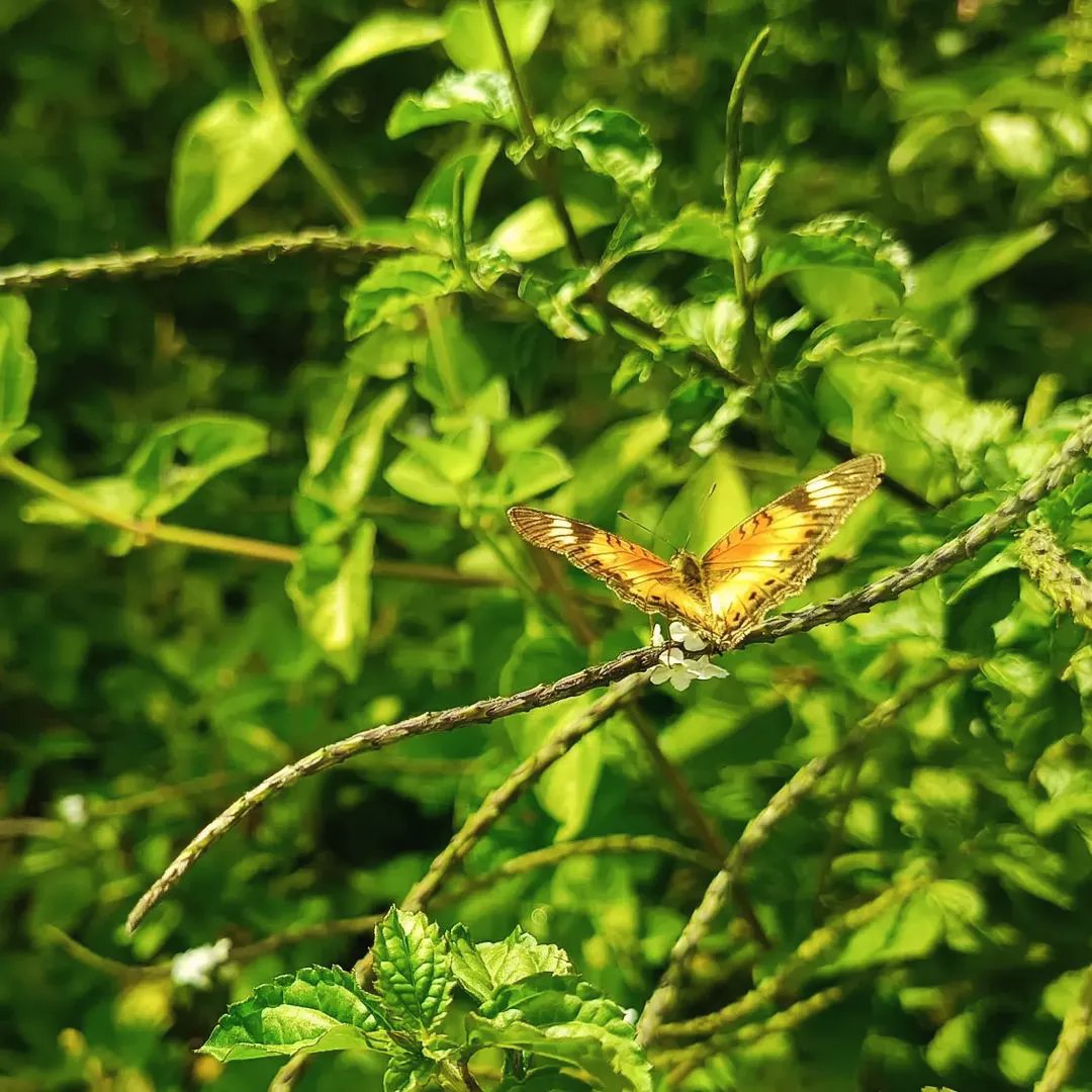 landscapeuganda's tweet photo. BUTTERFLIES IN YOUR GARDEN; Butterflies remind us that even the most beautiful transformations take time.
Let's Inspire Freshness
Whatsapp/Call
0778623536
Uganda
#butterflies #butterfly #nature #butterflygarden #butterflylove #insect #gardenlandscaping #outdoordesigns https://t.co/PQTiYoXNsl