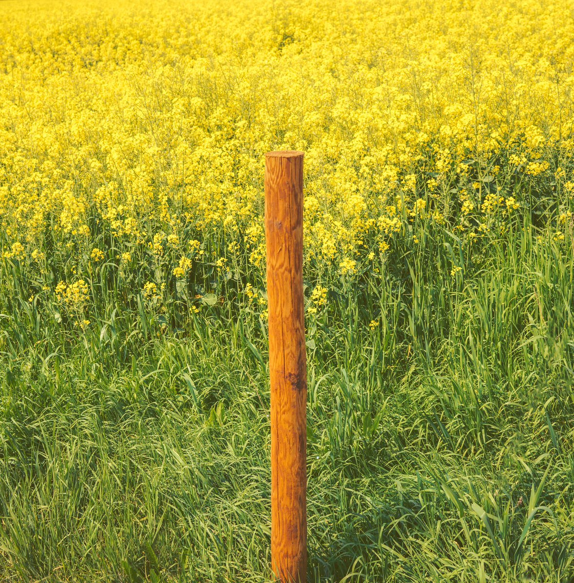 Pics from an English farm in the summer