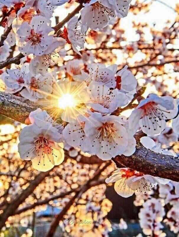 Sunrise in spring 🌟