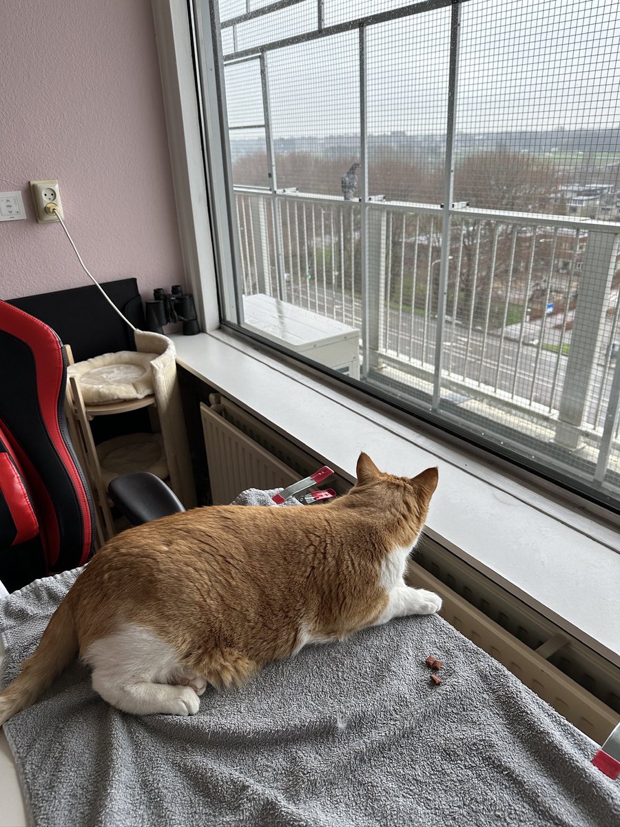 VentjeJoris's tweet photo. “Wees maar blij dat je aan andere kant kennel zit Sijssie!” #Bousy😻 https://t.co/CwwlNHU4FV