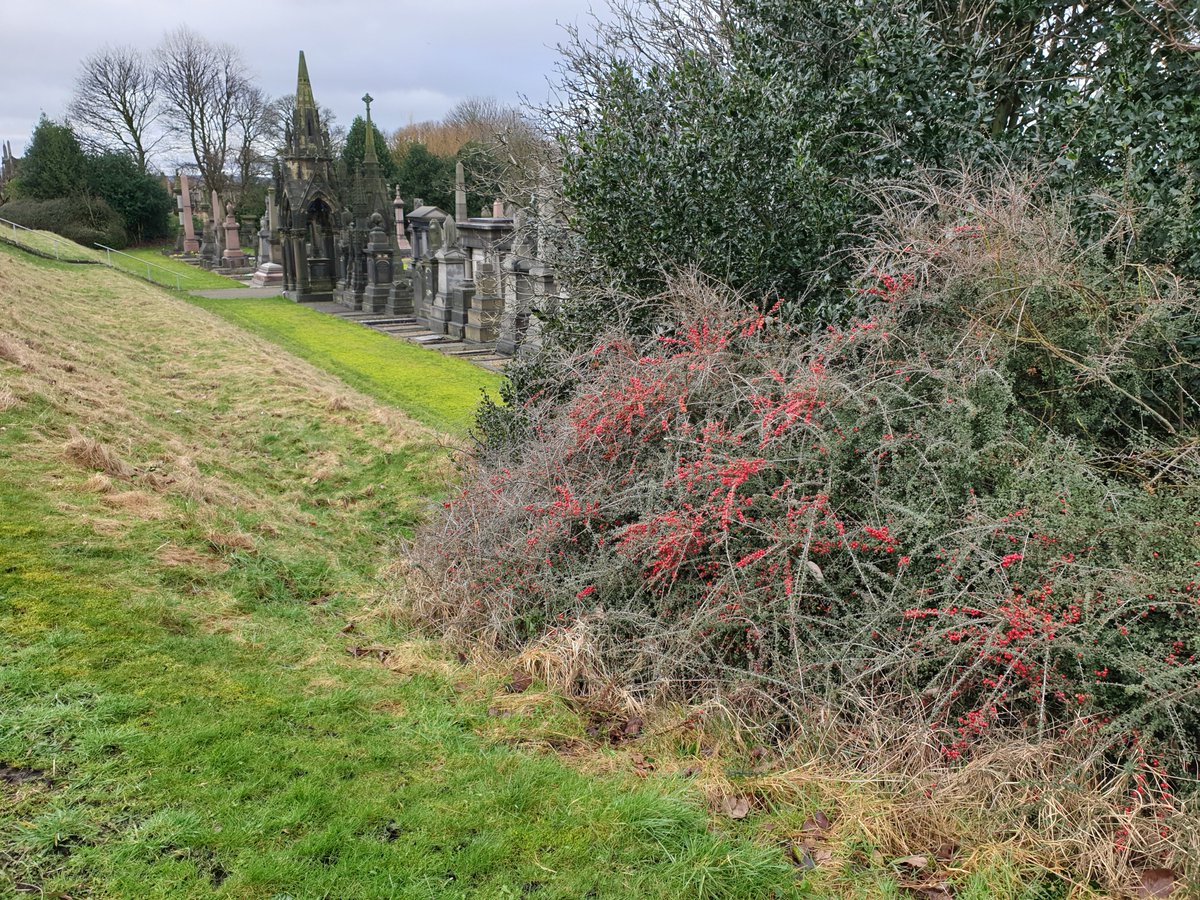 At 10am on 6th March we will launch our weekly flora and fauna group. Our aim to improve the flora and fauna throughout the cemetery creating new planting areas, planting wildlife, bird, bee and butterfly friendly plants and shrubs. We will meet every Wednesday morning.