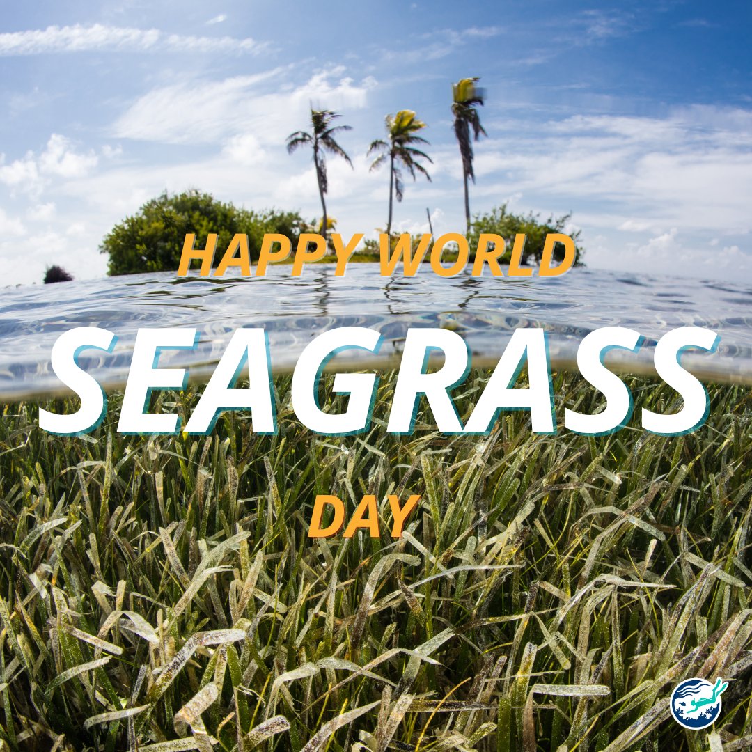 Happy World Seagrass Day!

Did you know that seagrass also plays an important role in the marine ecosystem?

Today, show some love to our seagrass and share this info with your friends!

#seagrass #marineconservation #carboncapture #carbonstorage