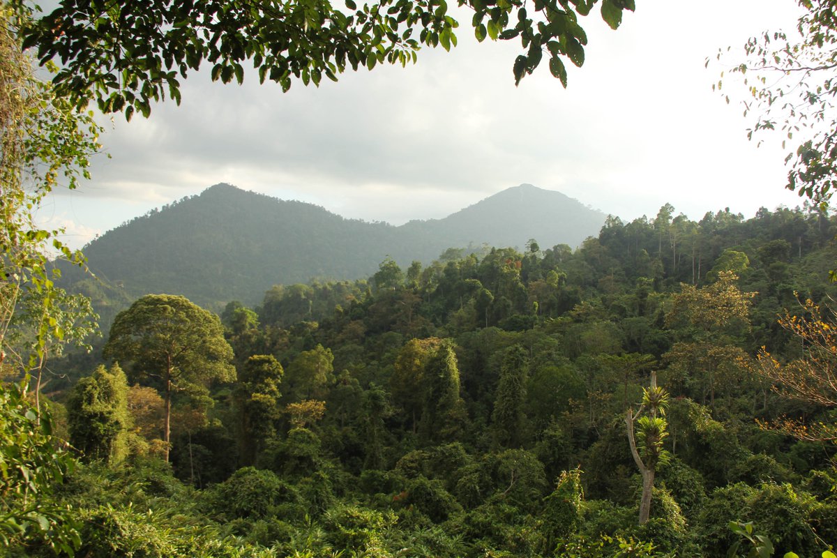 JOB VACANCIES on the Virtual Ecosystem Project - Ecologist or data scientist to analyse a tropical rainforest ecosystem - 4 vacancies - job description: safeproject.net/marketplace/vi…