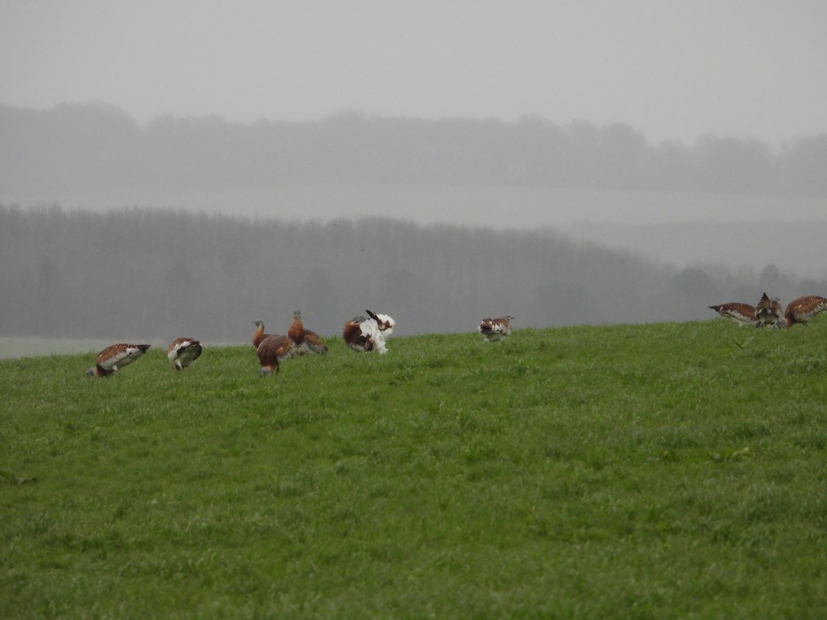 Very grey and rainy on the Plain this morning, but we observed a male Great Bustard displaying between showers. The lek is still several weeks away, but the males are already preparing.