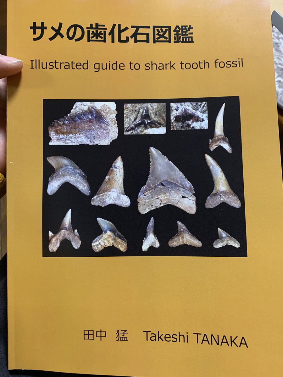 化石 骨格 標本 サメの歯 エビスザメ 希少種 セブンギルシャーク 古代
