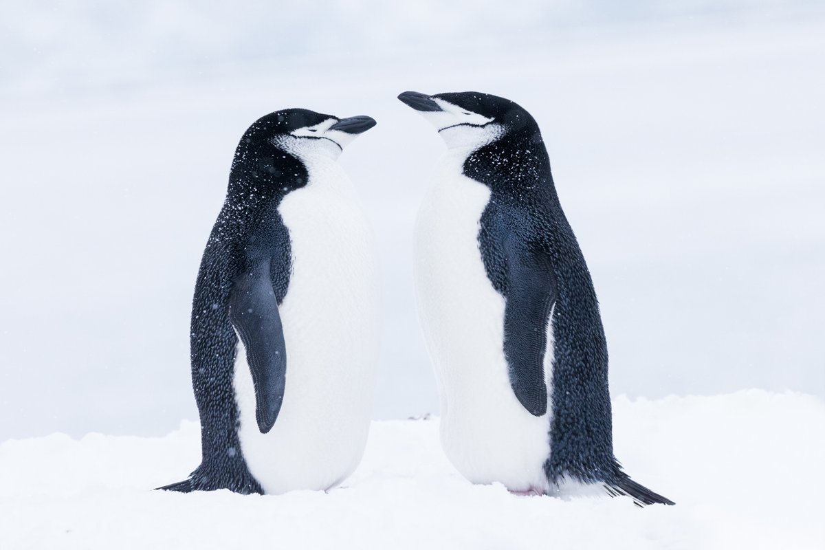 bernabephoto's tweet photo. Chinstrap penguins and a frigid meeting in Antarctica's South Shetland Islands

The Lexar Professional SL600 Portable SSD has been incredibly durable during my travels to some of Earth's most inhospitable places.  #LexarSL600 #LexarSSD #LexarMemory

https://t.co/p2GPxn3Ata https://t.co/BOPrMY8wcG