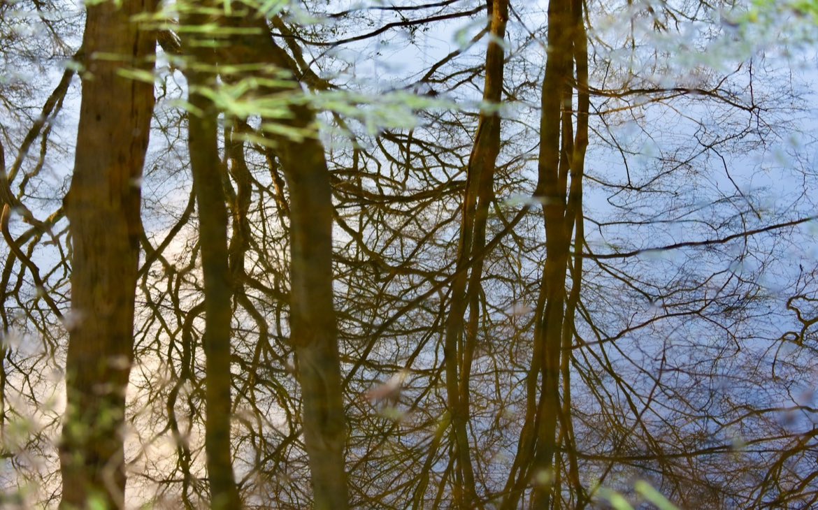 CoLEppingForest's tweet image. Woodland reflections…
One of the benefits of the puddles to be found in #EppingForest just now. ☔️
(If you’re visiting don’t forget your wellies!)