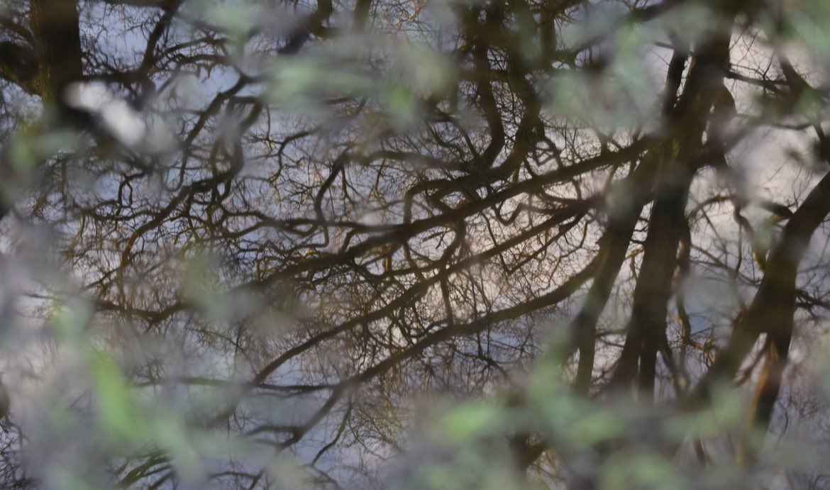 CoLEppingForest's tweet image. Woodland reflections…
One of the benefits of the puddles to be found in #EppingForest just now. ☔️
(If you’re visiting don’t forget your wellies!)