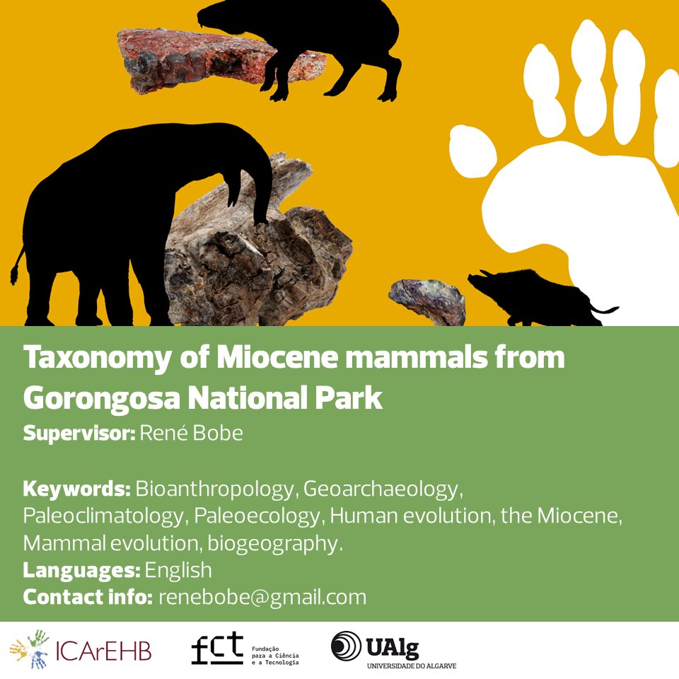 René Bobe available to supervise 'Taxonomy of Miocene mammals from Gorongosa National Park' in 2024 FCT PhD Fellowships program. João Coelho to co-supervise. More info bit.ly/42Gi1bI #FCTPhDFellowships #ICArEHB #ResearchOpportunity