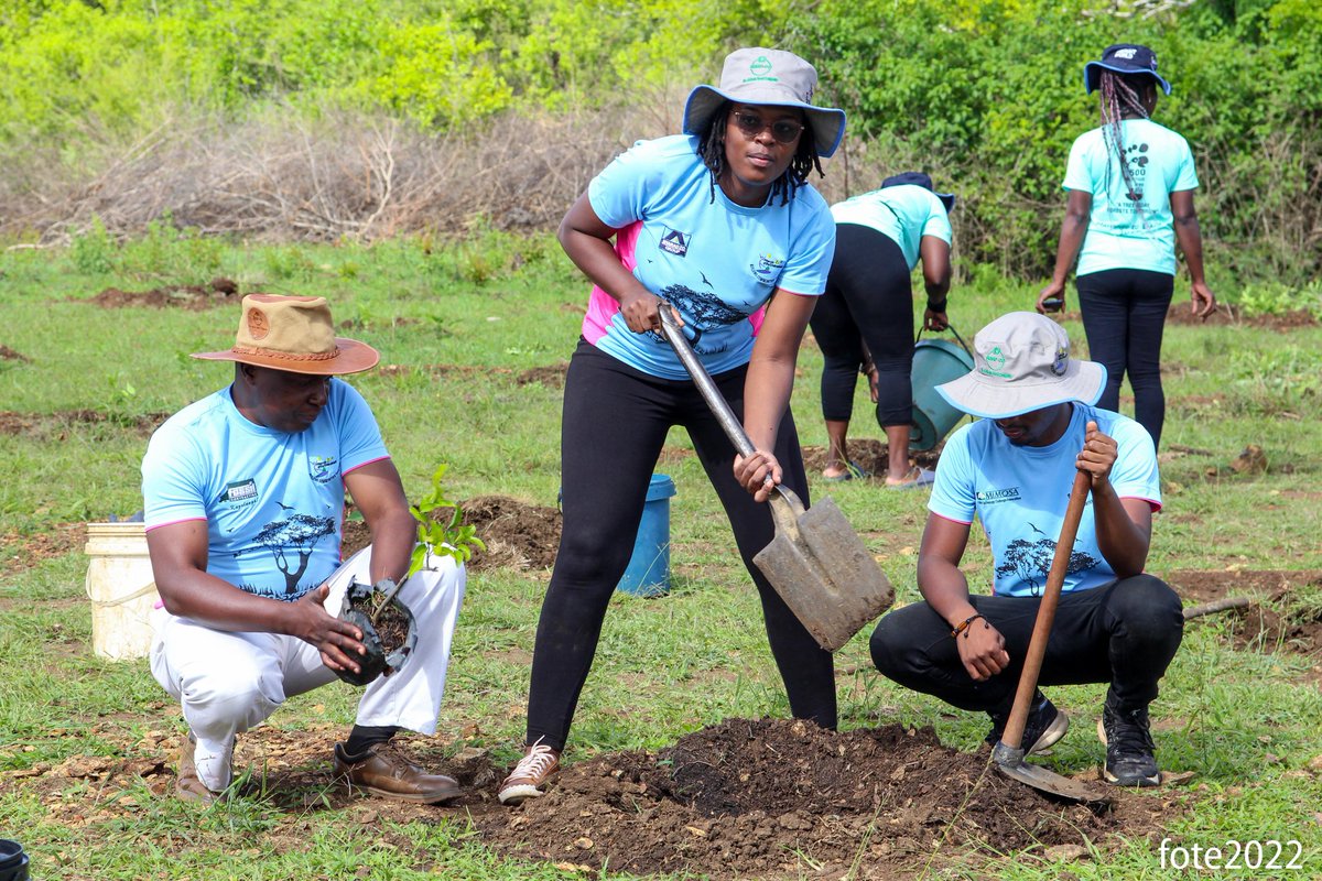 Throw back Thursday #PlantATreeToday #EcosystemRestorstion #BuildingCommunitiesTogether @OKZimbabwe @OldMutualZW @SeedCoZimbabwe @Nyaradzo_Group @EMAeep @StanChart @StanbicBankZW @forestrycom1