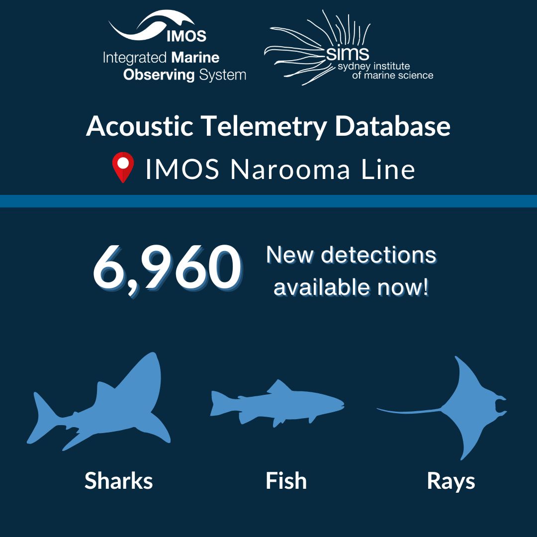Sydney Institute of Marine Science (@sims_australia) on Twitter photo Update from <a href="/IMOSAnimalTrack/">IMOS Animal Tracking</a> 🦈 🐠
Our latest Narooma line servicing revealed 6,960 new detections of sharks, rays, & fish! This amounts to 69,949 detections recorded in the region since 2012.
Dive into the data on the AODN portal: animaltracking.aodn.org.au Update from <a href="/IMOSAnimalTrack/">IMOS Animal Tracking</a> 🦈 🐠
Our latest Narooma line servicing revealed 6,960 new detections of sharks, rays, & fish! This amounts to 69,949 detections recorded in the region since 2012.
Dive into the data on the AODN portal: animaltracking.aodn.org.au