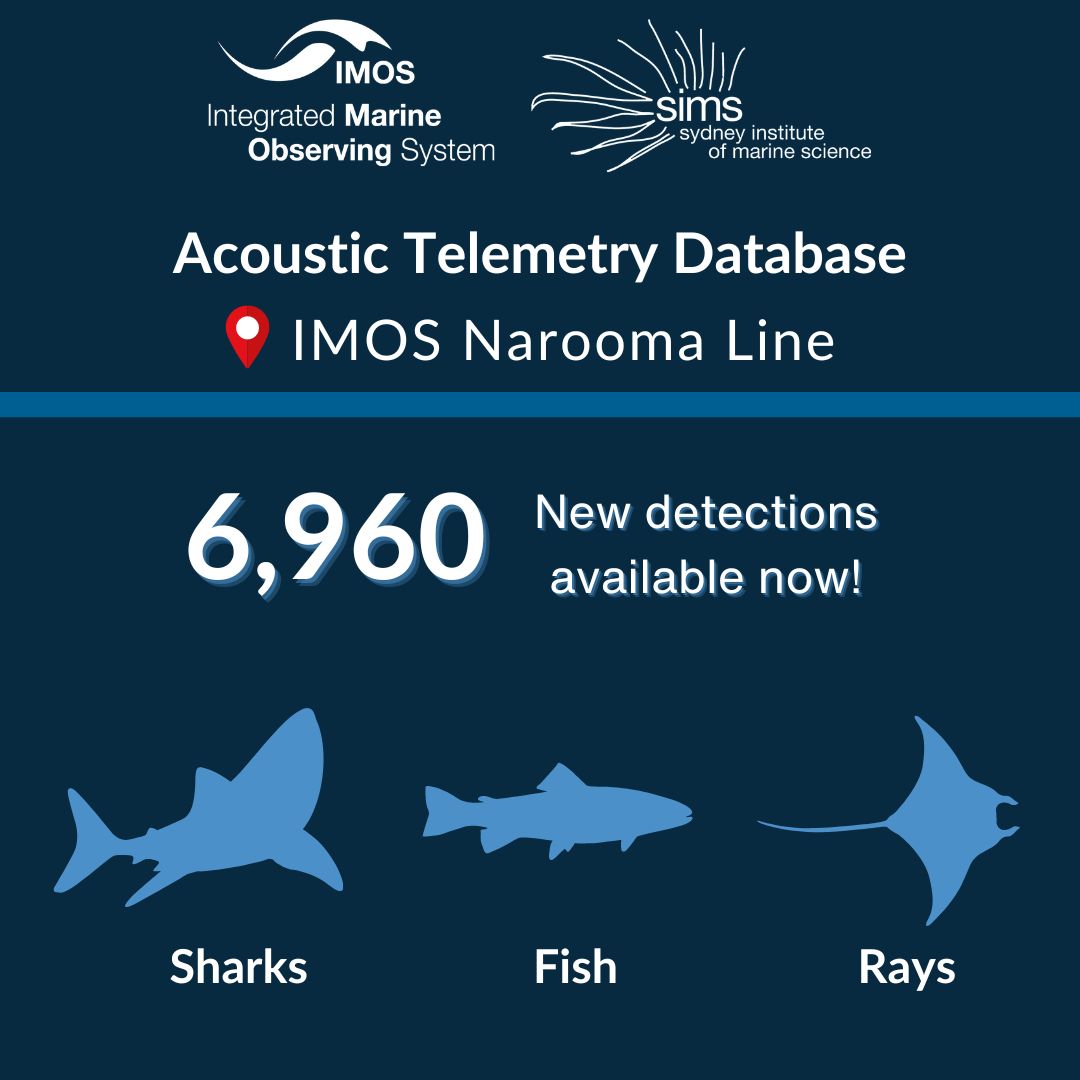 Update from @IMOSAnimalTrack 🦈 🐠 Our latest Narooma line servicing revealed 6,960 new detections of sharks, rays, & fish! This amounts to 69,949 detections recorded in the region since 2012. Dive into the data on the AODN portal: animaltracking.aodn.org.au