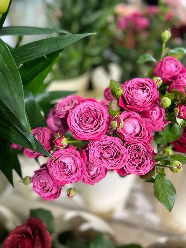 Ellie Kyrkopoulou tweet media