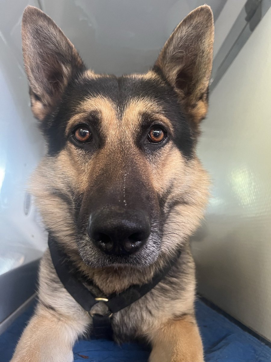 Last night PD Bryn assisted local officers when a vehicle made off from them and was found abandoned. He tracked from it, to an address, where a male was arrested from inside for robbery and recall to prison. The car key was also found in the address.