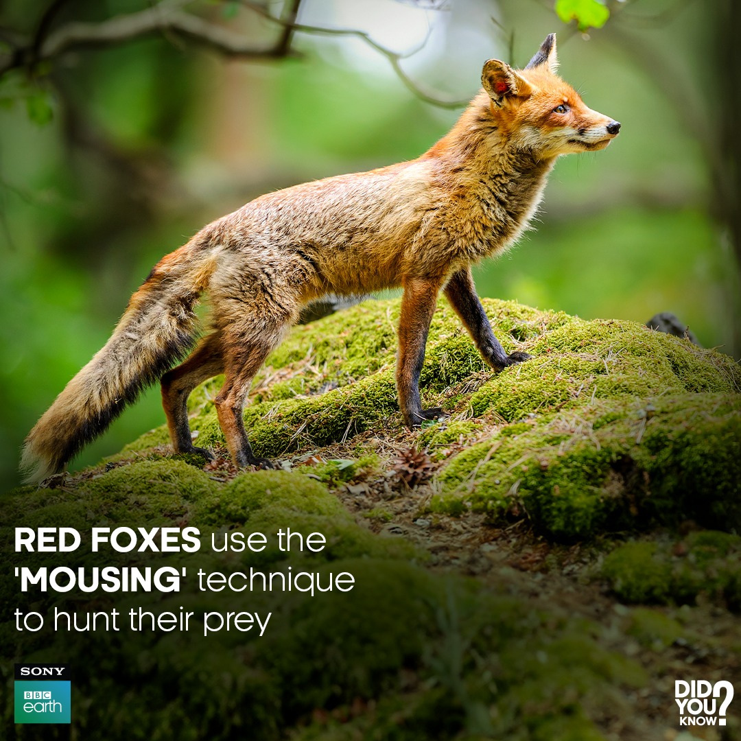 The 'mousing' technique involves attentive listening for prey movements before executing a swift dive headfirst into the snow, aiming to seize a delectable catch!​

#SonyBBCEarth #FeelAlive #Nature #Wildlife #RedFoxes​ #DidYouKnow #Prey #Hunt